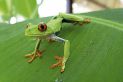 Mittelamerika, Costa Rica, Nicaragua, Panama: Naturerlebnis Mundo Verde - Frosch